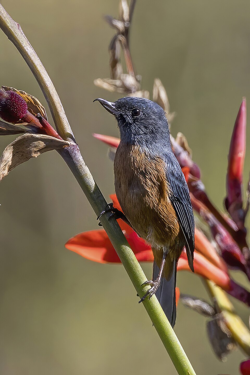 Cinnamon-bellied Flowerpiercer