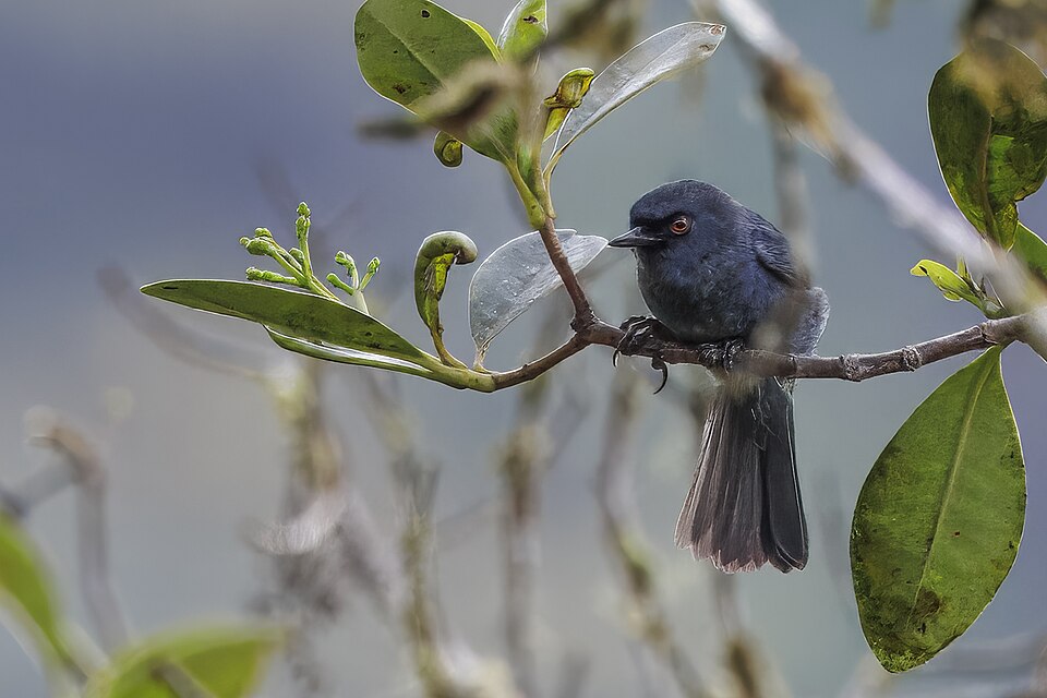 Bluish Flowerpiercer