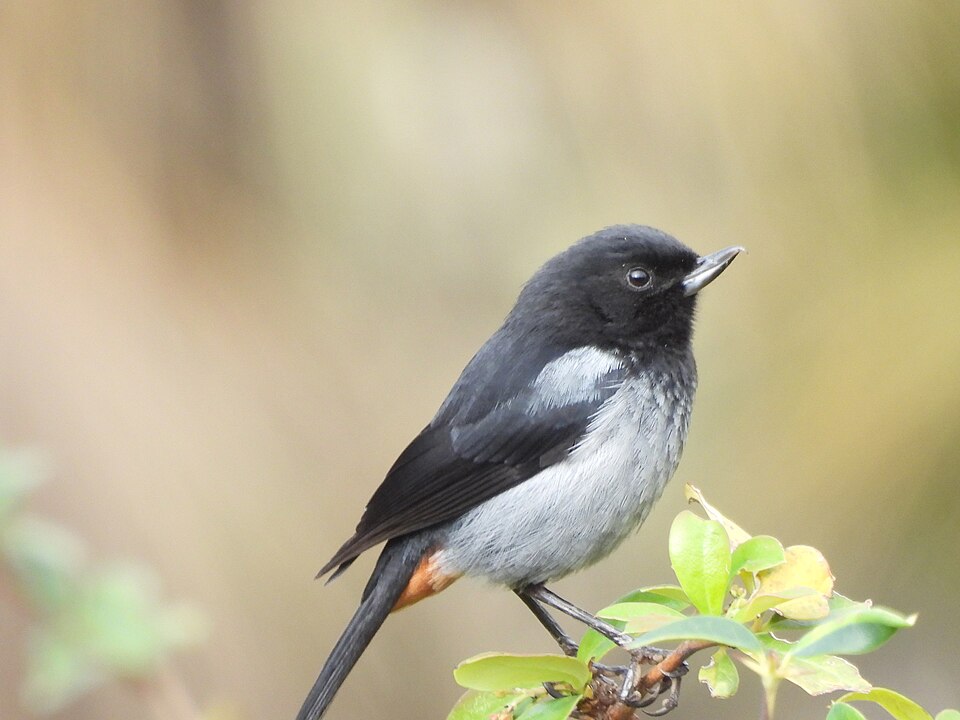 Grey-bellied Flowerpiercer