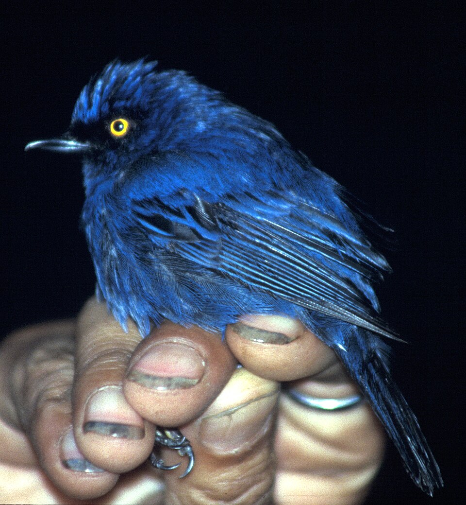 Golden-eyed Flowerpiercer