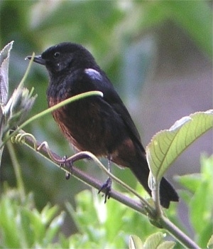 Merida Flowerpiercer