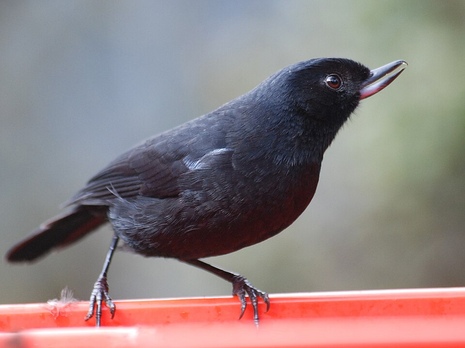 Glossy Flowerpiercer