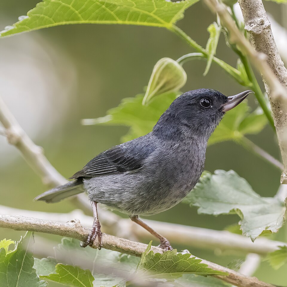 Slaty Flowerpiercer