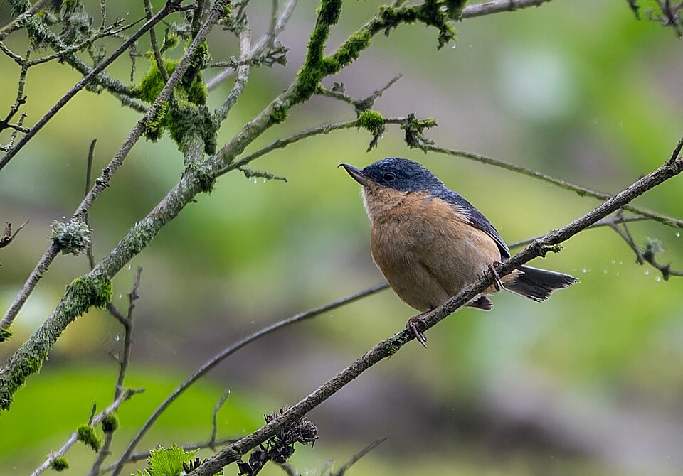 Rusty Flowerpiercer
