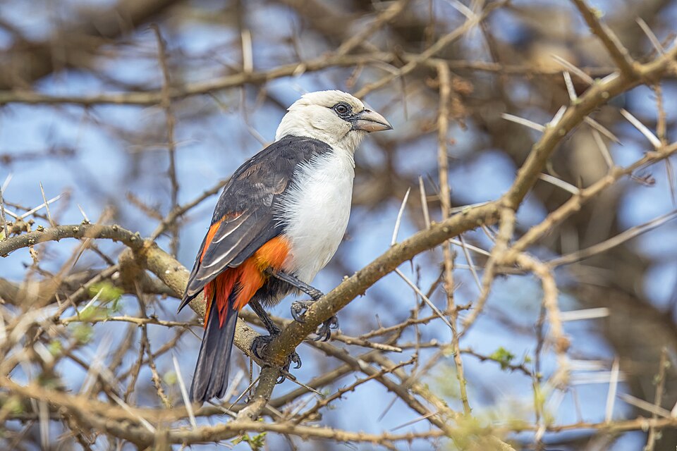 White-headed Buffalo Weaver
