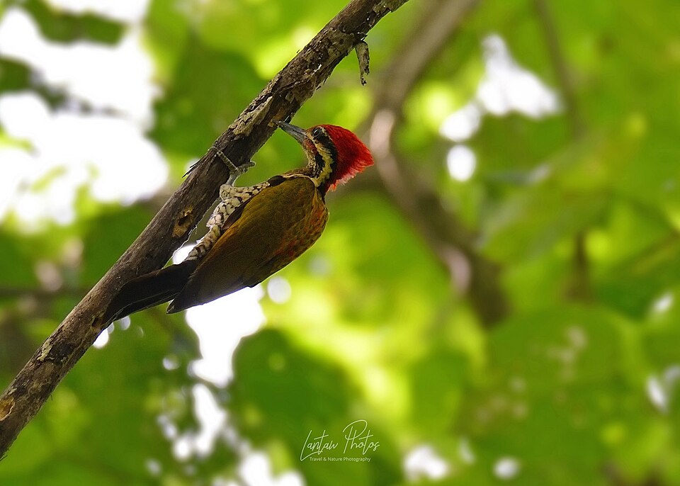 Spot-throated Flameback