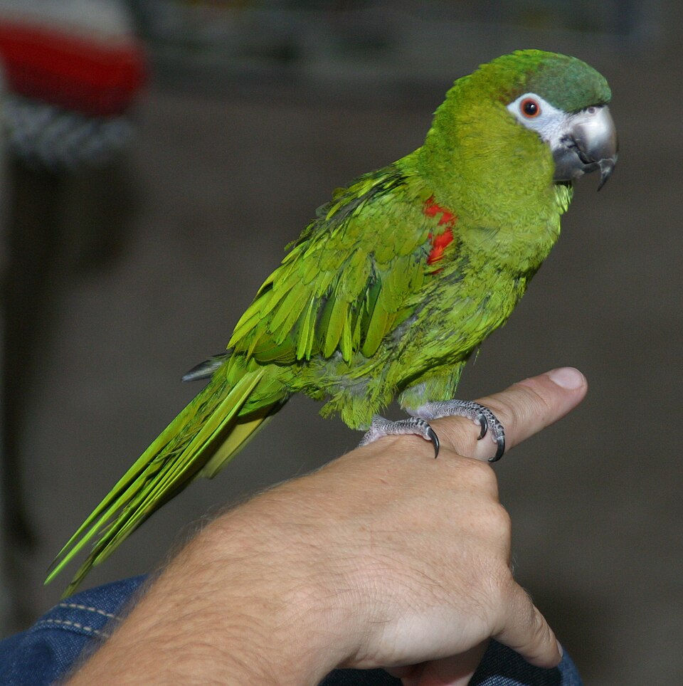 Red-shouldered Macaw