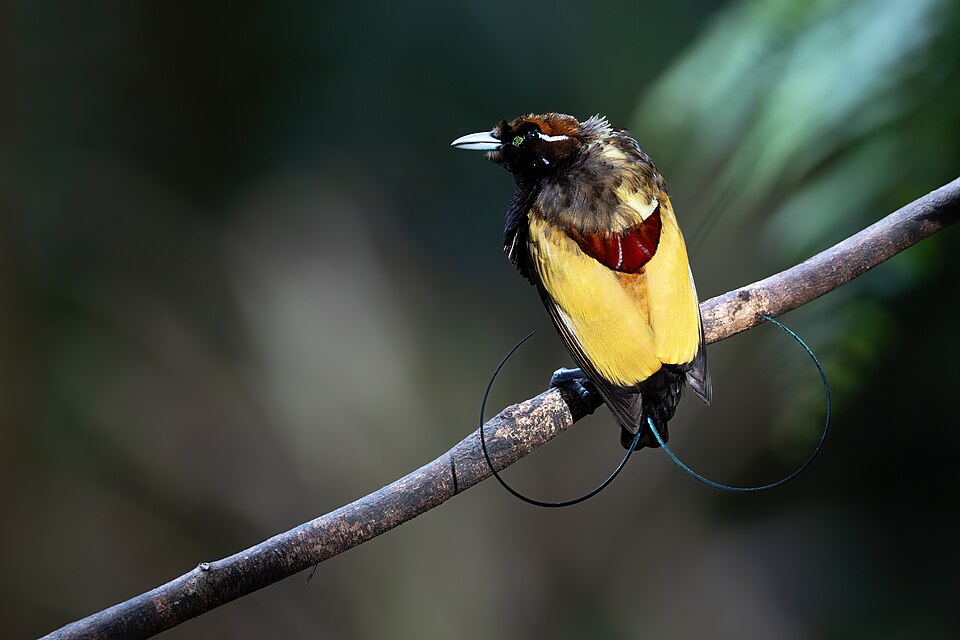 Magnificent Bird-of-paradise
