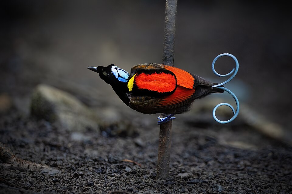Wilson's Bird-of-paradise