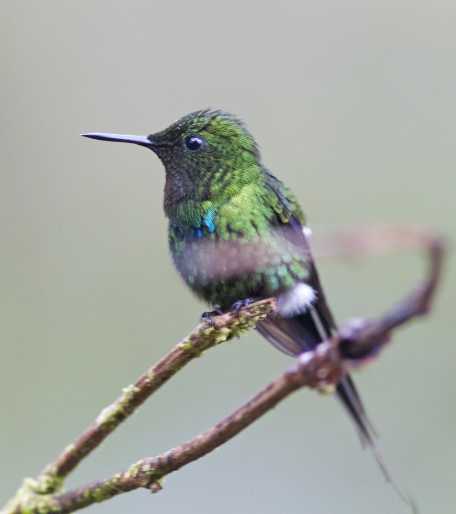 Green Thorntail