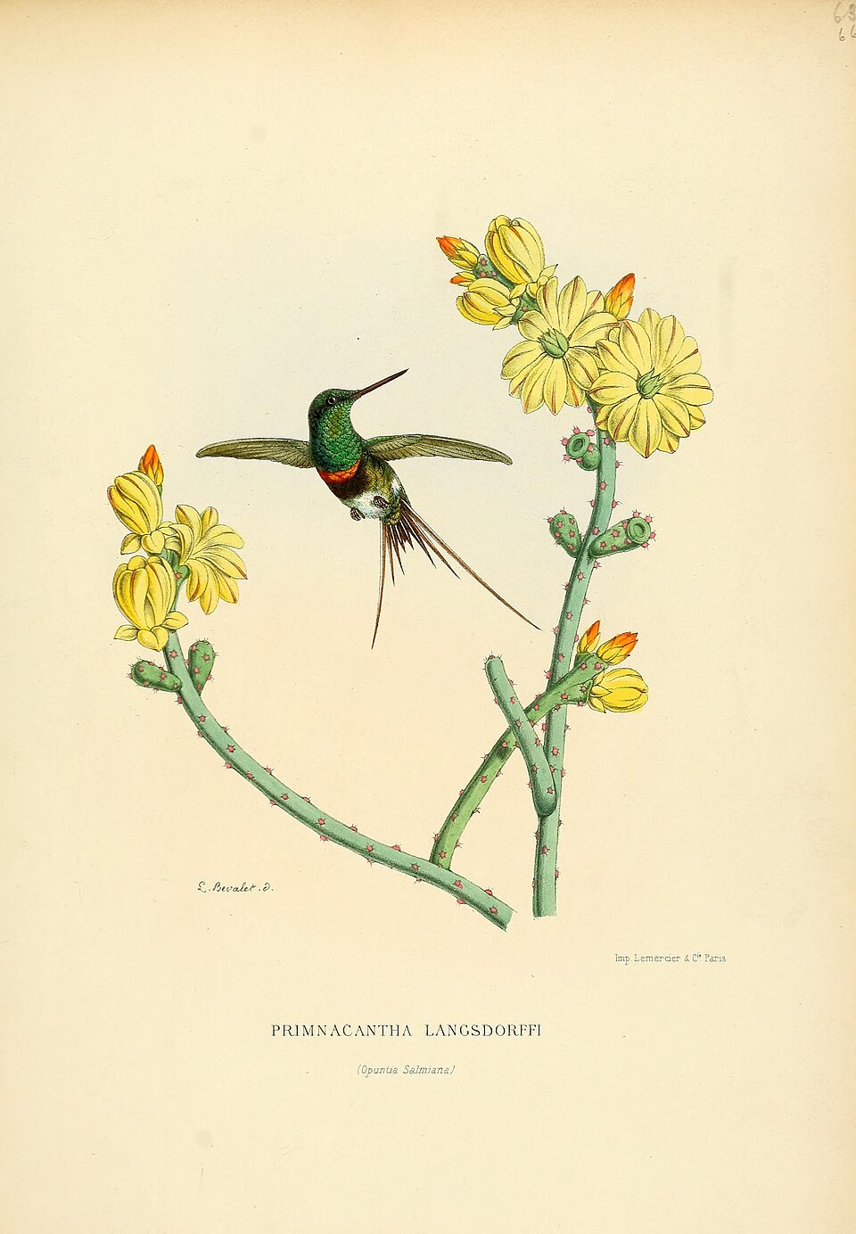 Black-bellied Thorntail