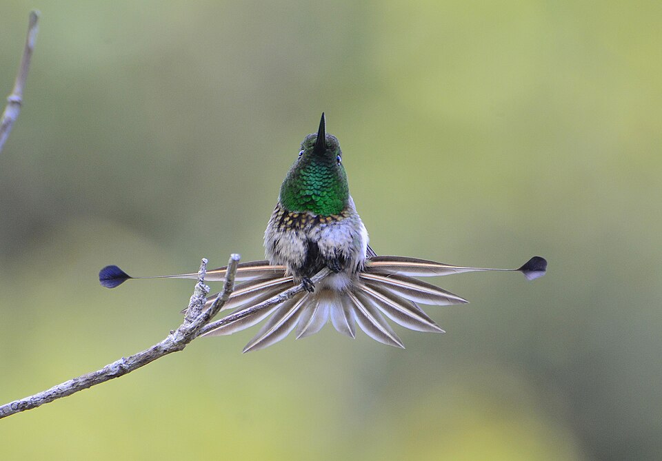 Racket-tailed Coquette