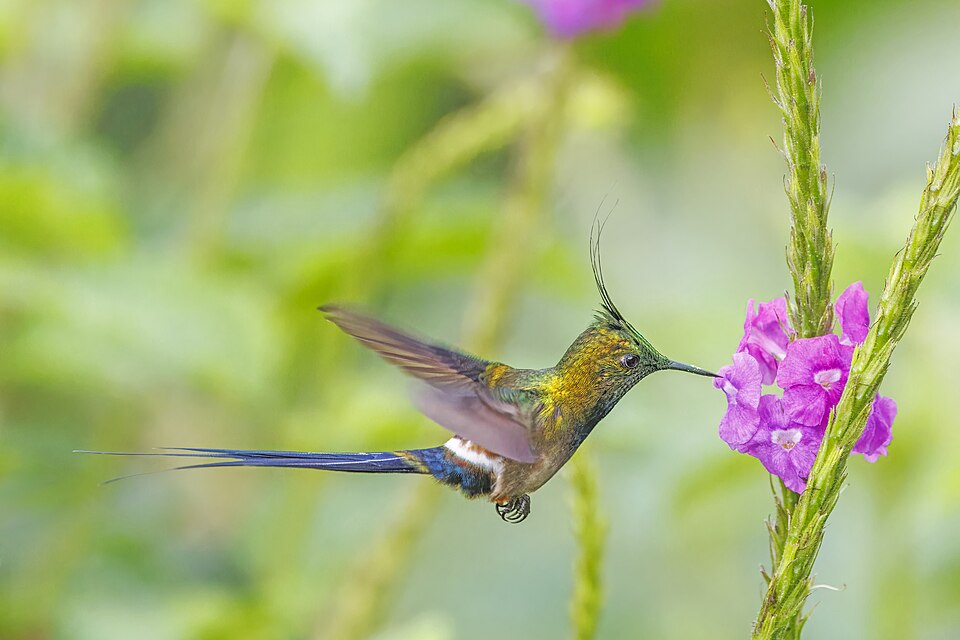 Wire-crested Thorntail
