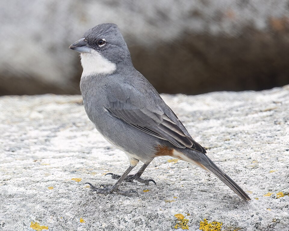 Diuca Finch