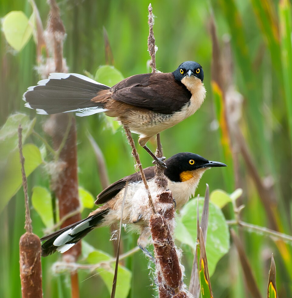 Black-capped Donacobius