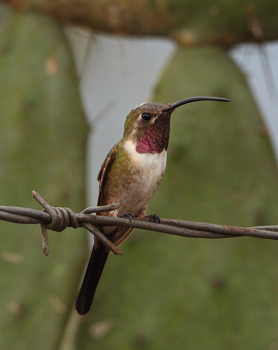 Mexican Sheartail