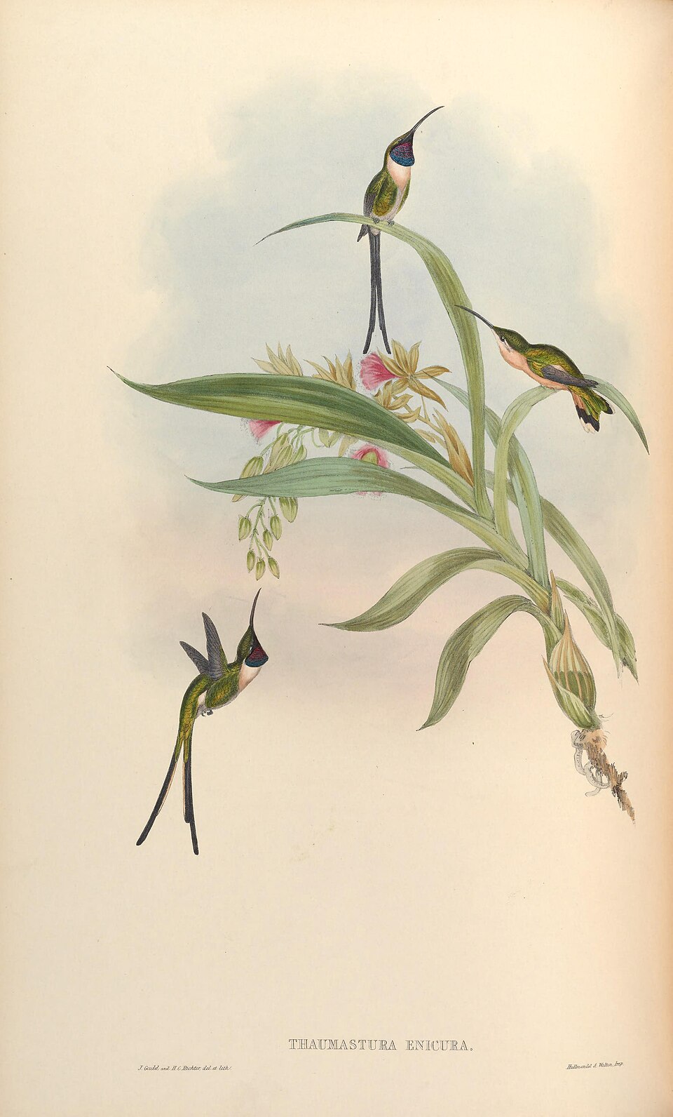 Slender Sheartail