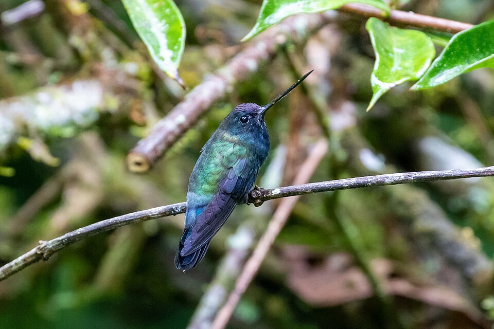 Blue-fronted Lancebill