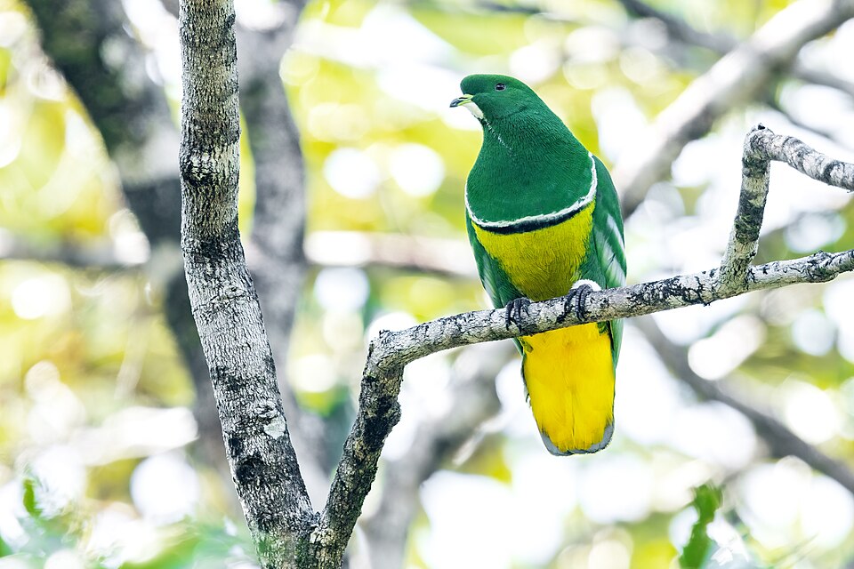 Cloven-feathered Dove
