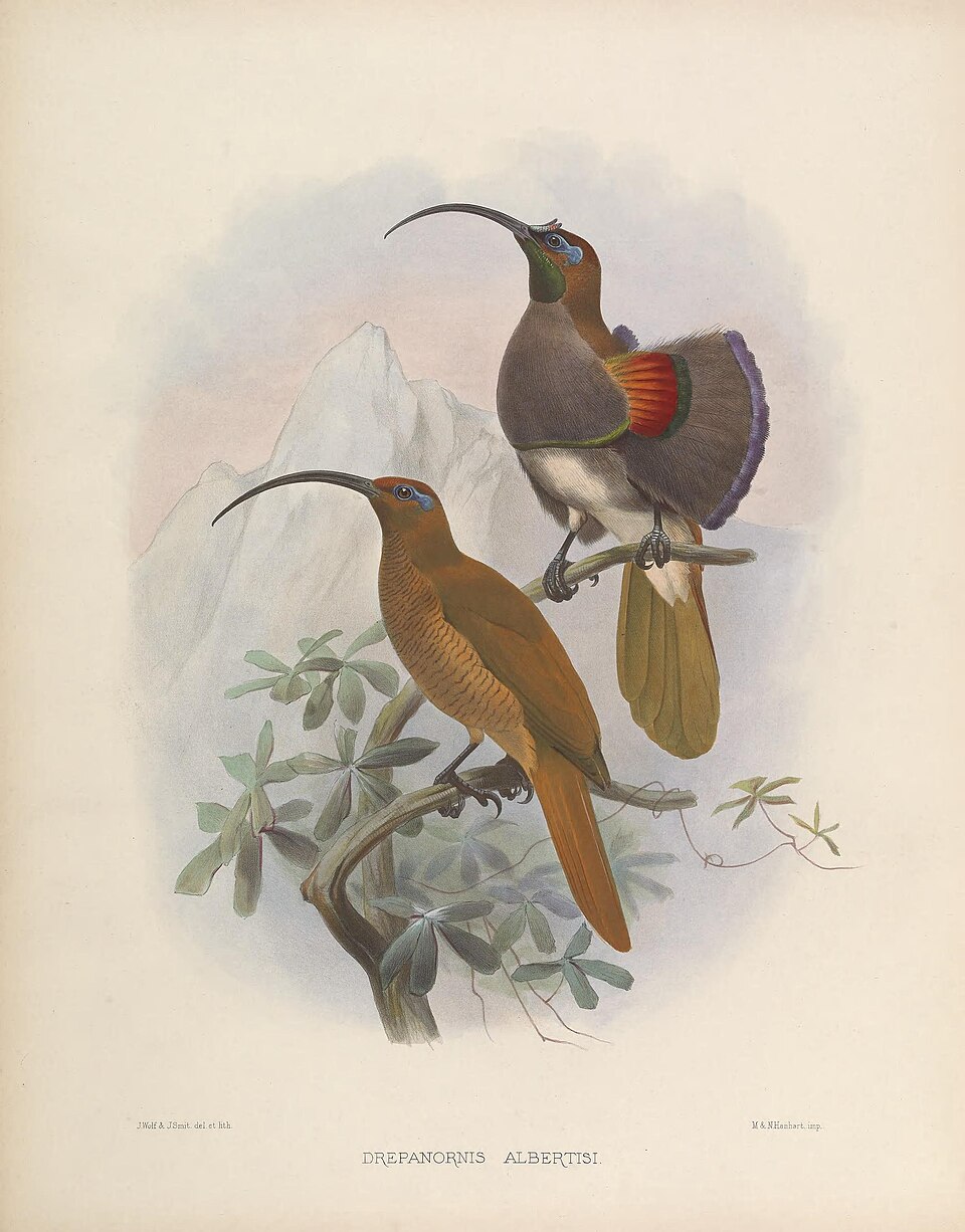 Black-billed Sicklebill