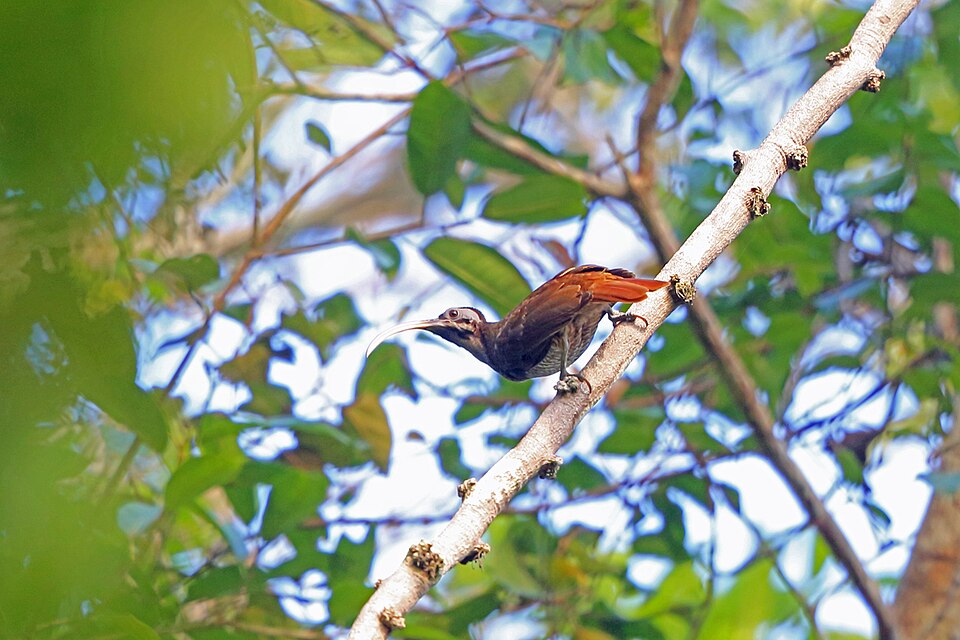Pale-billed Sicklebill