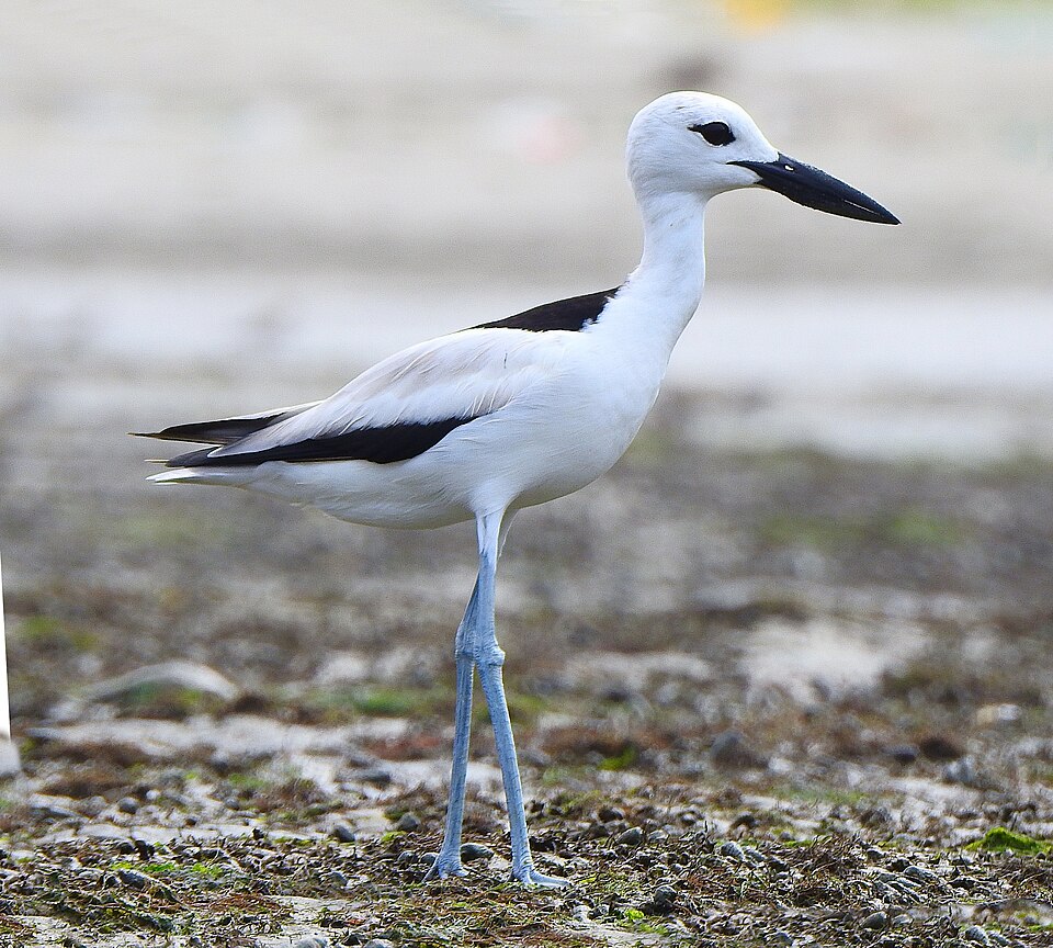 Crab-plover