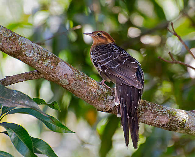 Pavonine Cuckoo