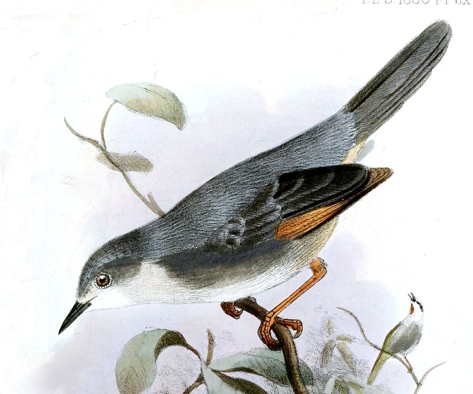 Red-winged Grey Warbler