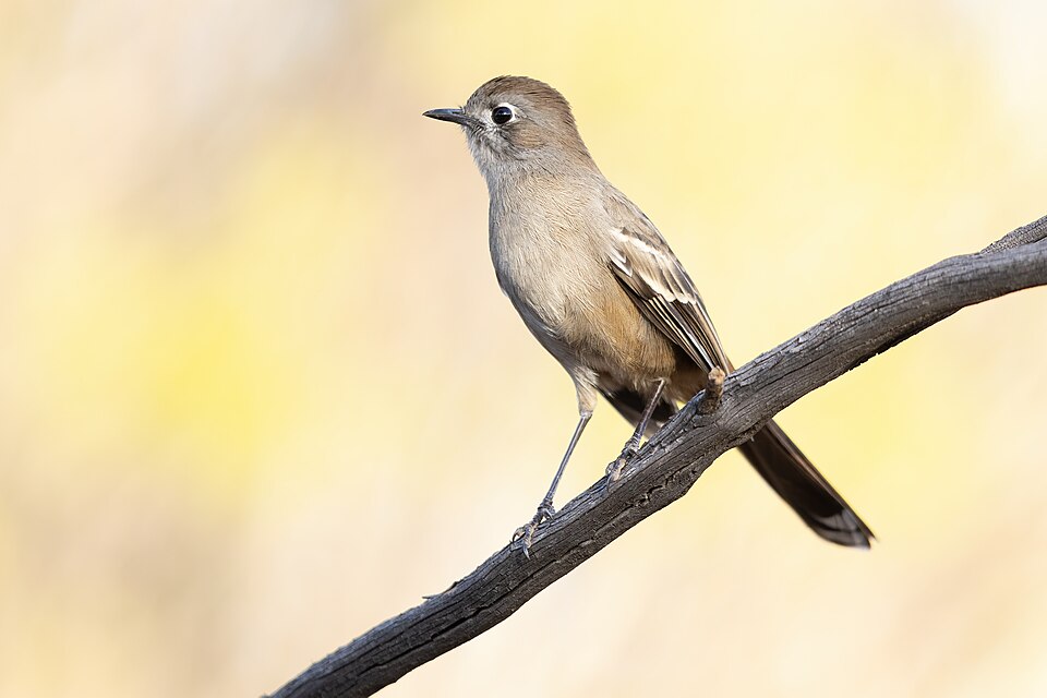 Southern Scrub Robin