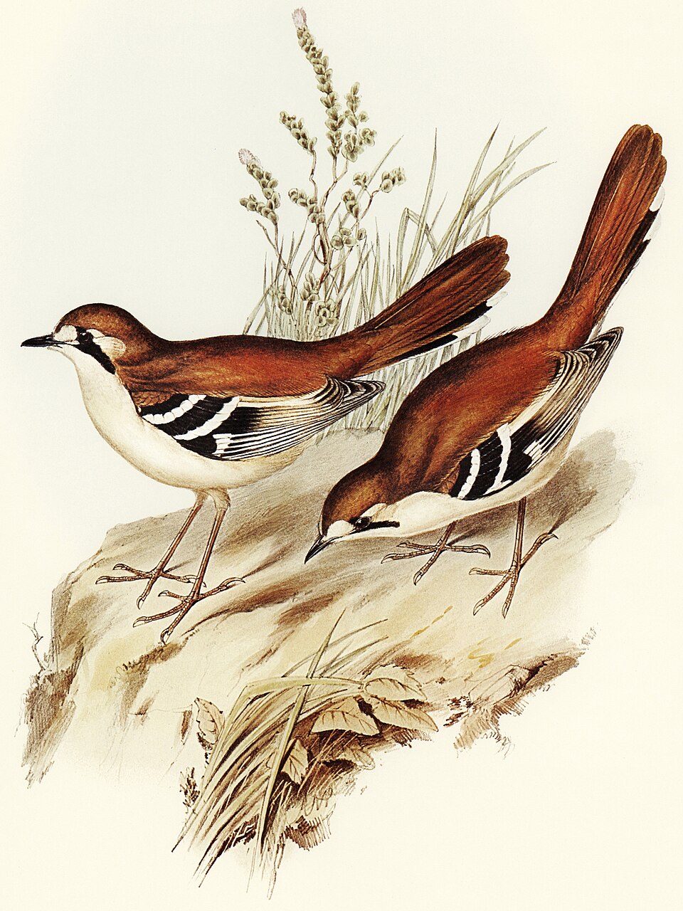Northern Scrub Robin