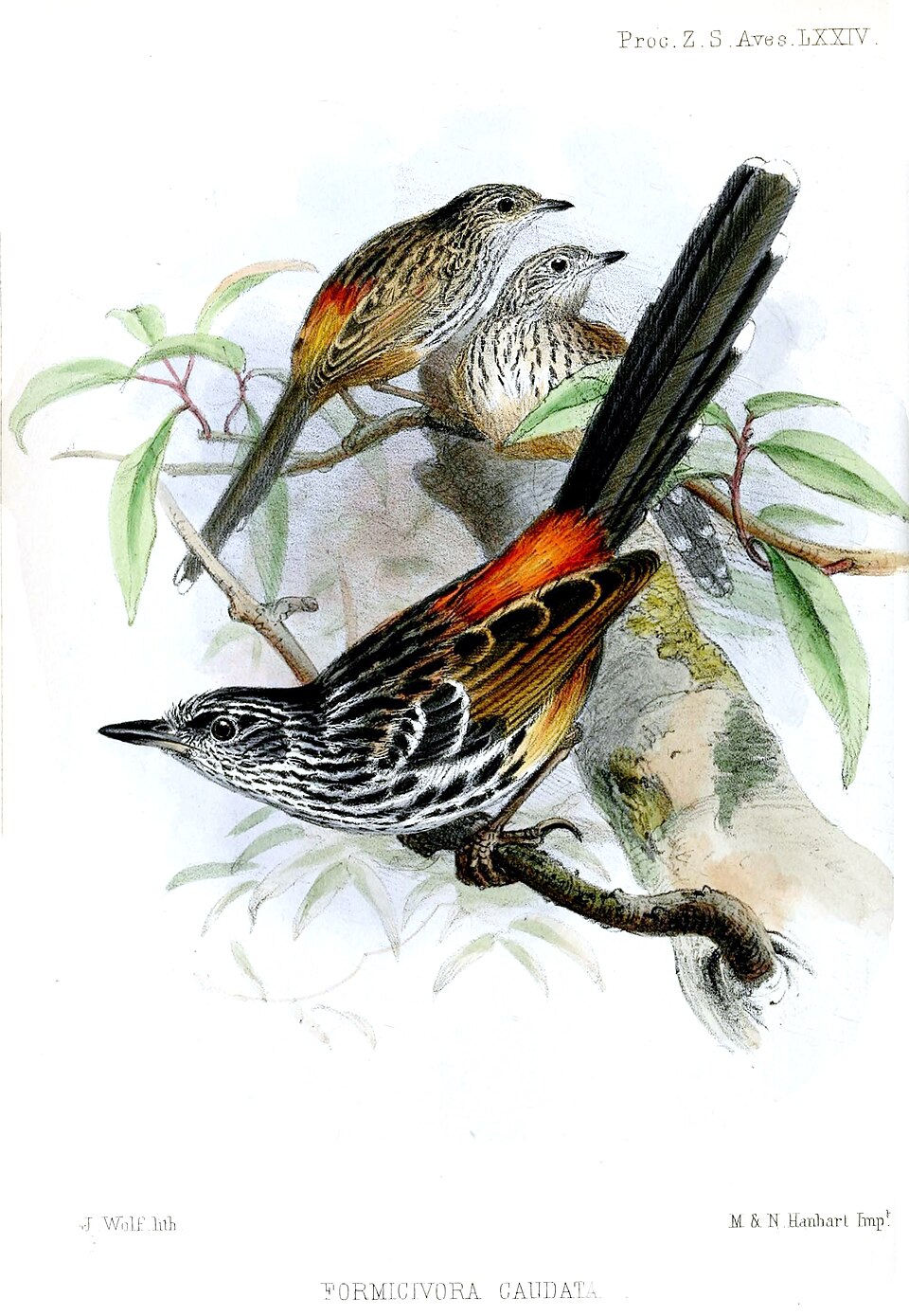 East Andean Antbird