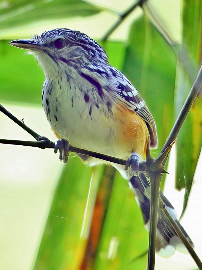 Striated Antbird