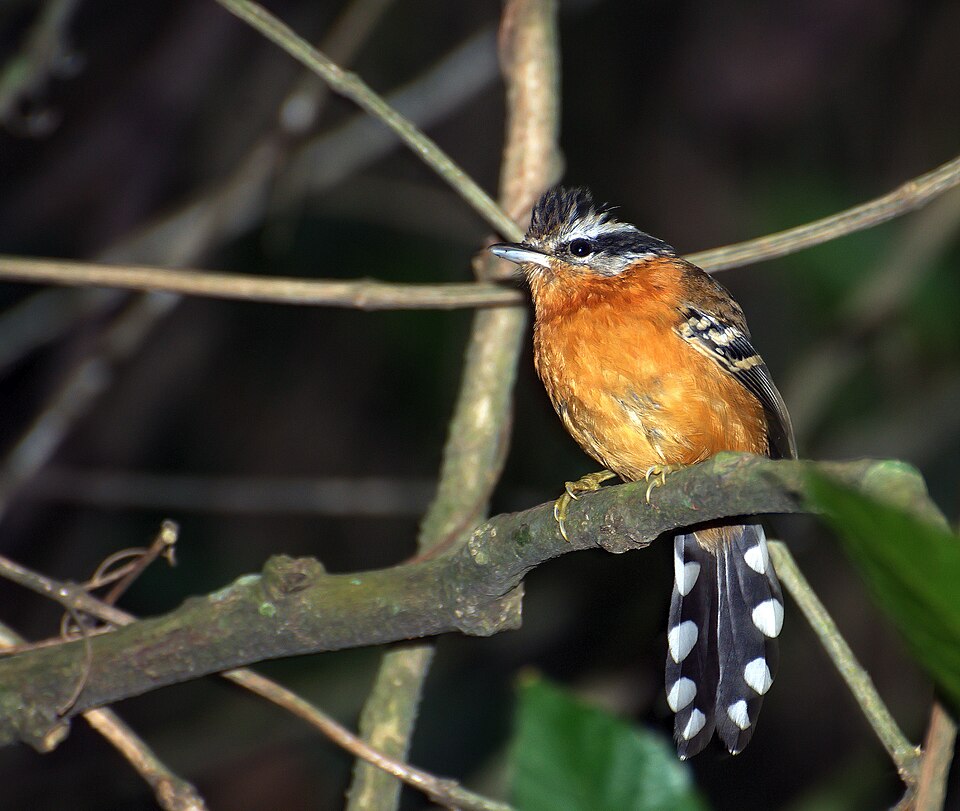 Ferruginous Antbird