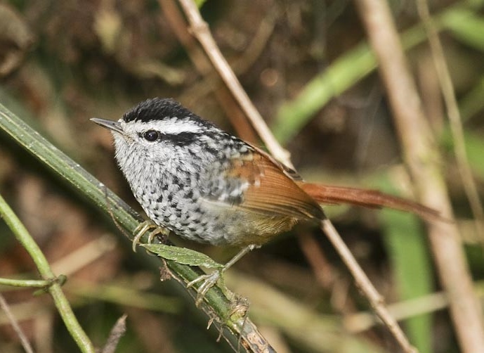 Rufous-tailed Antbird