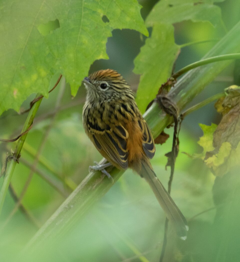 Santa Marta Antbird
