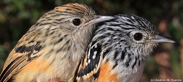 Klages's Antbird