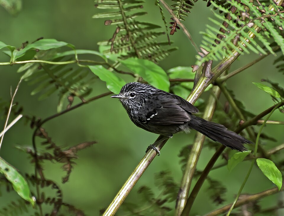 Dusky-tailed Antbird