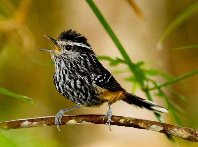 Ochre-rumped Antbird