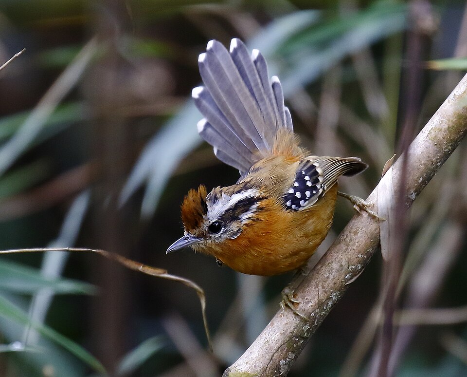 Bertoni's Antbird
