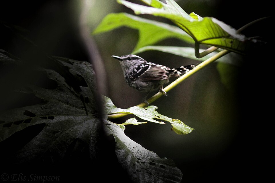 Scaled Antbird