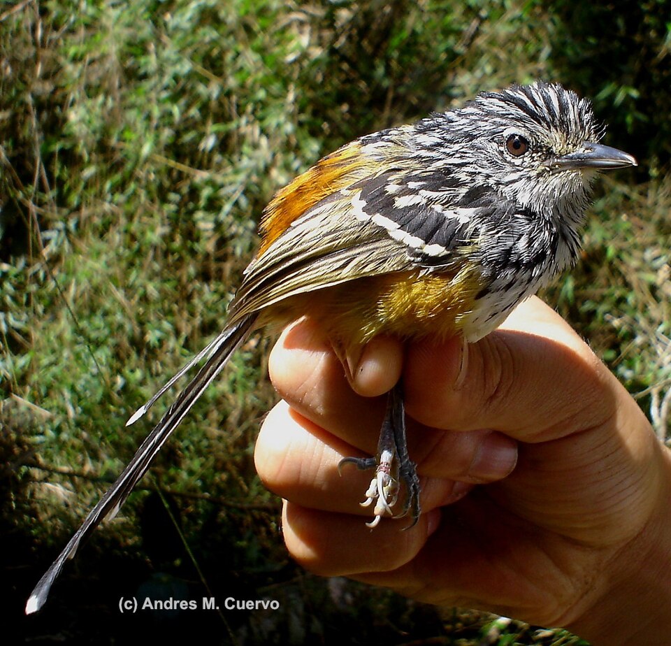 Streak-headed Antbird