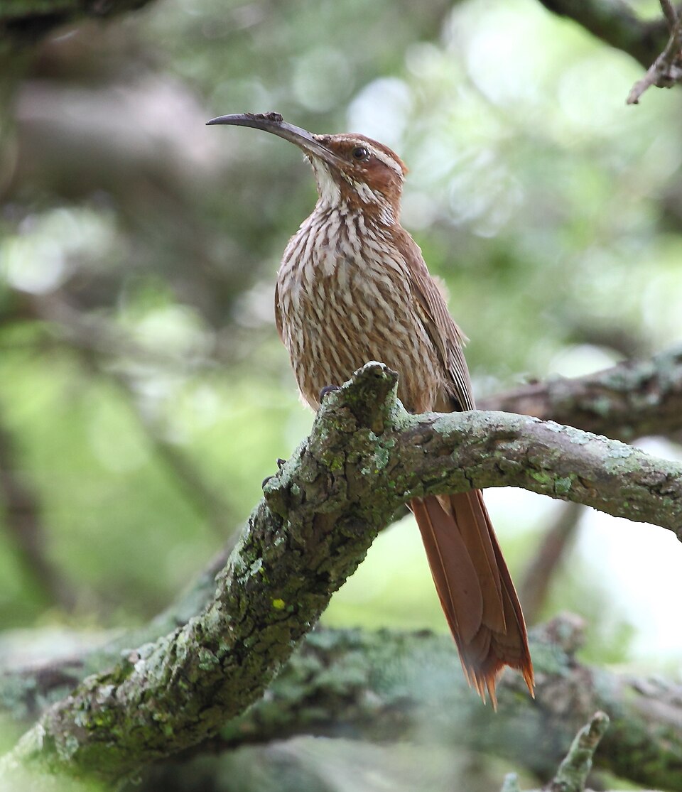 Scimitar-billed Woodcreeper