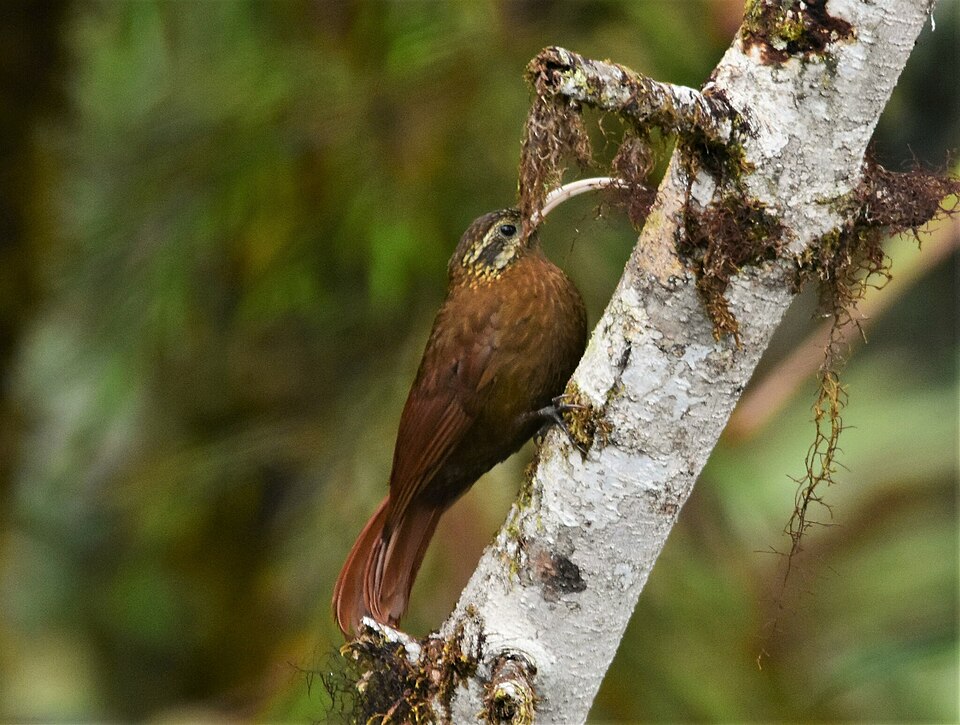 Greater Scythebill
