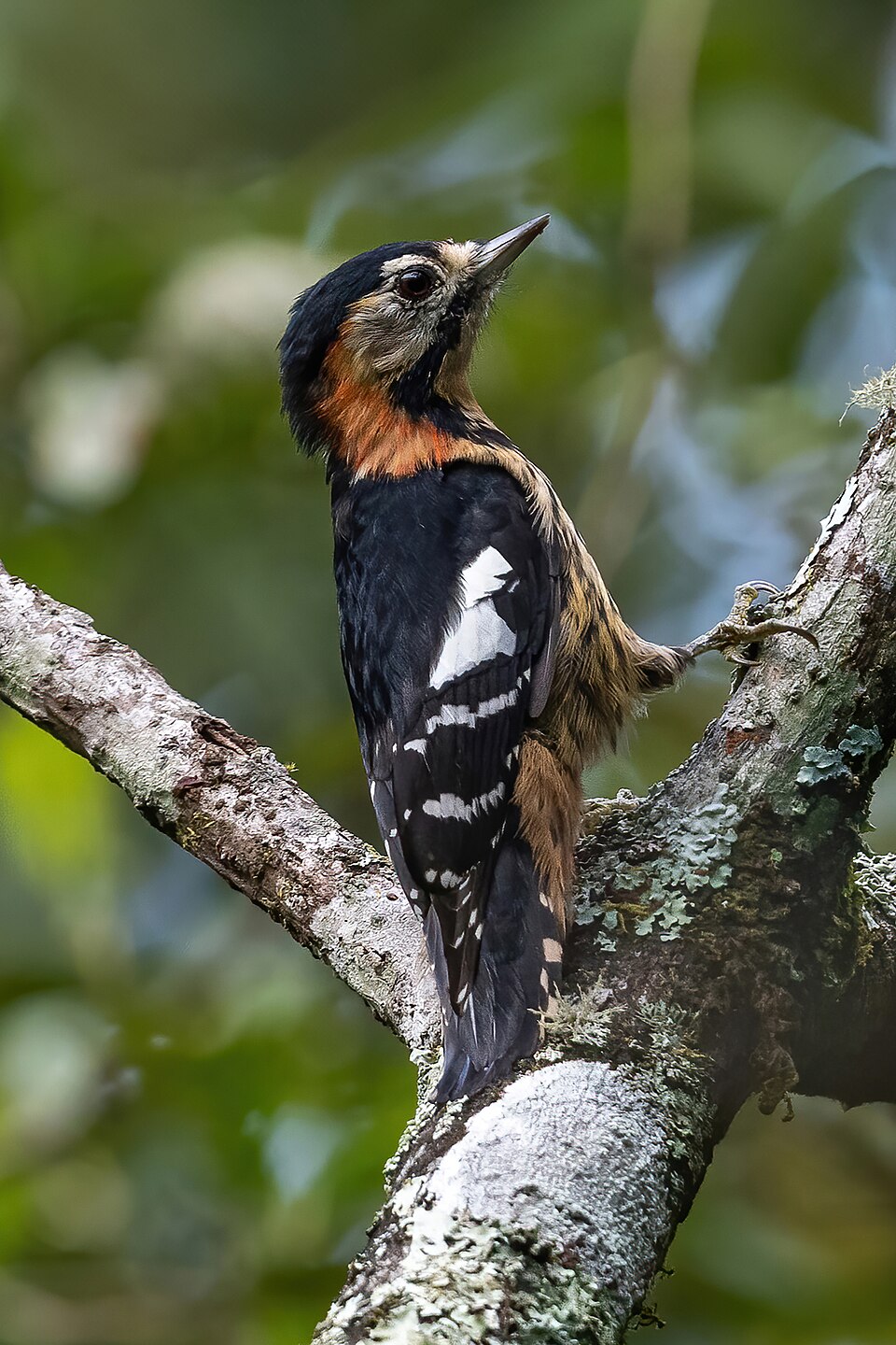 Crimson-breasted Woodpecker