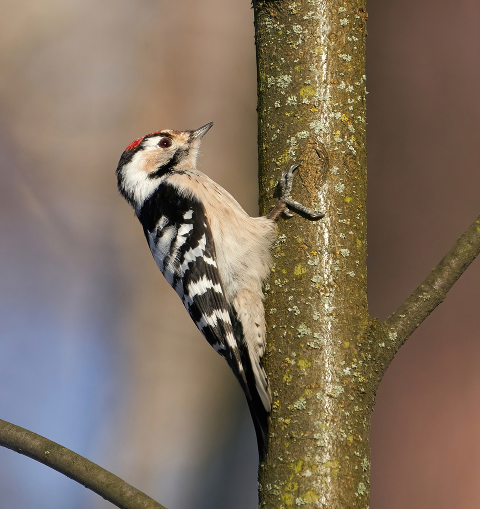Lesser Spotted Woodpecker