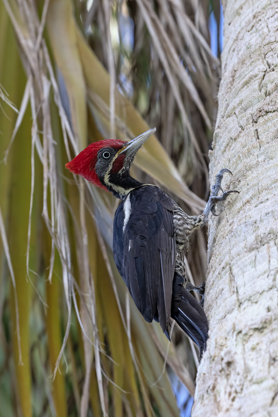 Lineated Woodpecker