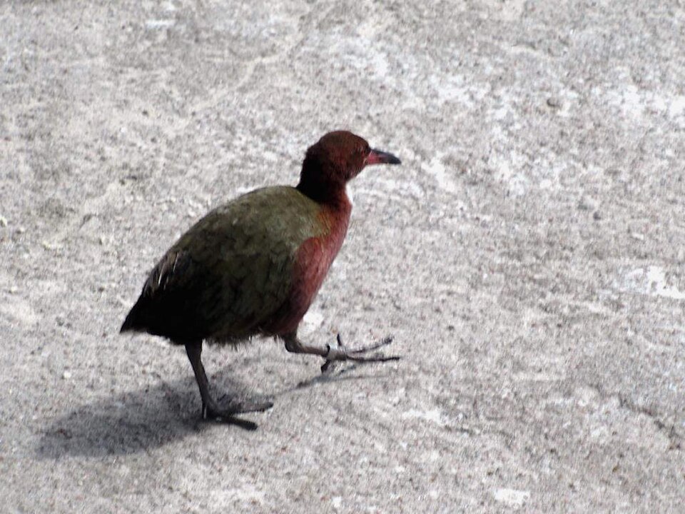 White-throated Rail