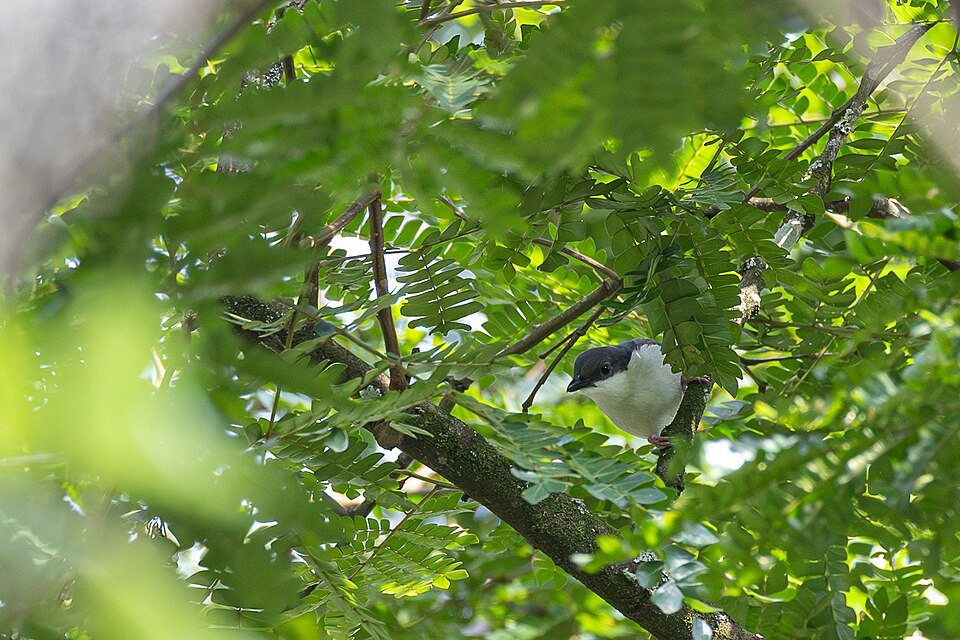 Pink-footed Puffback