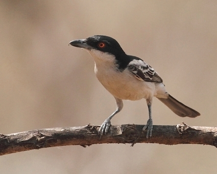 Northern Puffback