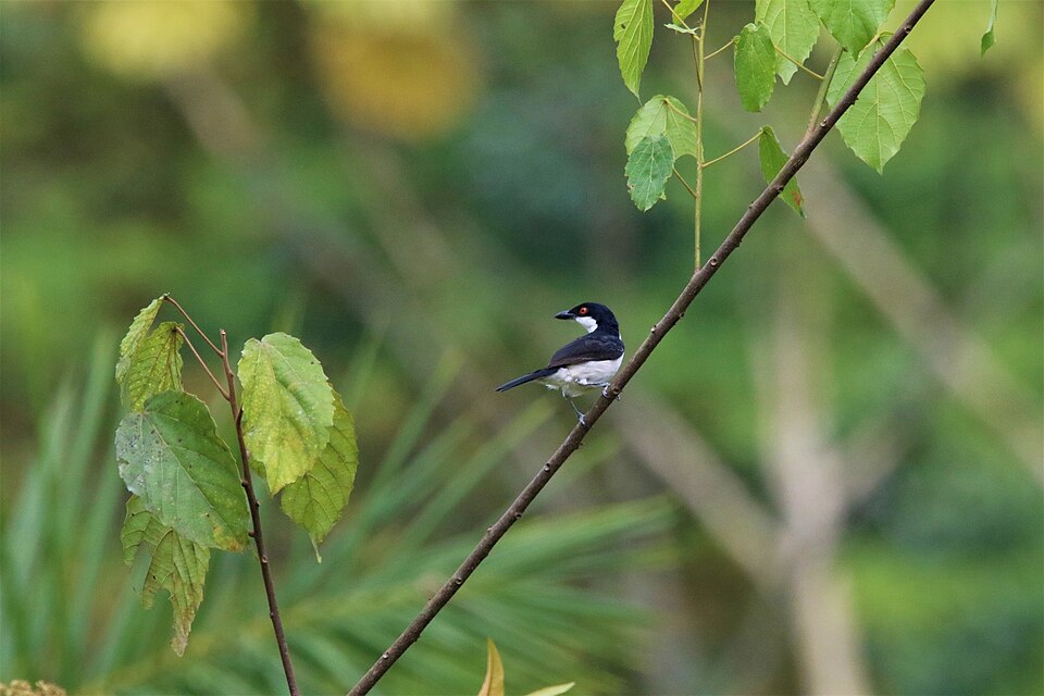 Red-eyed Puffback
